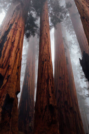 monster-trees-in-the-fog